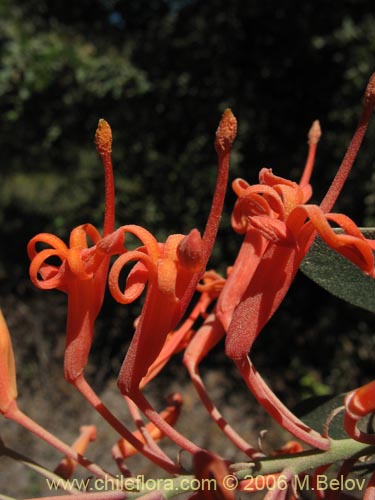 Bild von Embothrium coccineum (Notro, ciruelillo). Klicken Sie, um den Ausschnitt zu vergrössern.