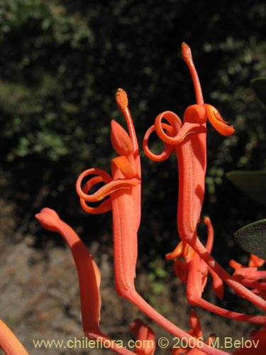 Imágen de Embothrium coccineum (Notro, ciruelillo). Haga un clic para aumentar parte de imágen.