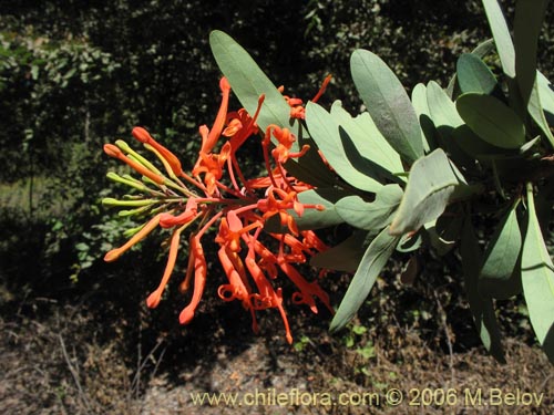 Bild von Embothrium coccineum (Notro, ciruelillo). Klicken Sie, um den Ausschnitt zu vergrössern.