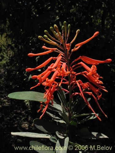 Bild von Embothrium coccineum (Notro, ciruelillo). Klicken Sie, um den Ausschnitt zu vergrössern.