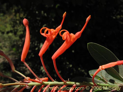 Фотография Embothrium coccineum (Notro, ciruelillo). Щелкните, чтобы увеличить вырез.