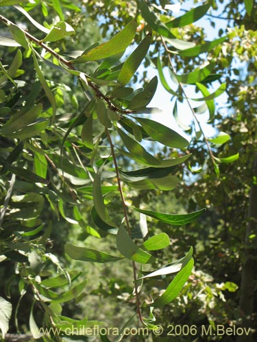 Imágen de Embothrium coccineum (Notro, ciruelillo). Haga un clic para aumentar parte de imágen.