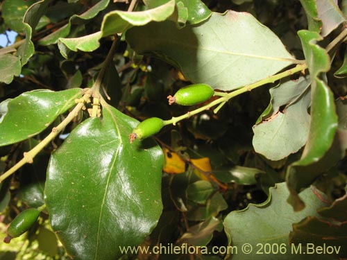 Image of Cryptocarya alba (Peumo). Click to enlarge parts of image.