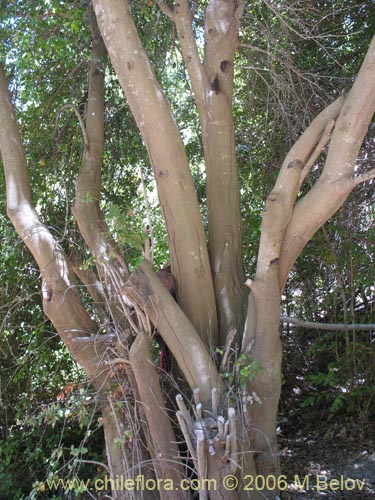 Image of Cryptocarya alba (Peumo). Click to enlarge parts of image.