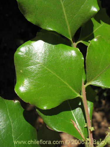 Image of Cryptocarya alba (Peumo). Click to enlarge parts of image.