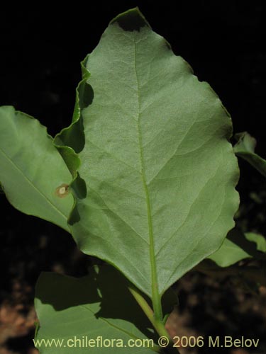 Image of Cryptocarya alba (Peumo). Click to enlarge parts of image.