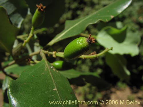 Фотография Cryptocarya alba (Peumo). Щелкните, чтобы увеличить вырез.