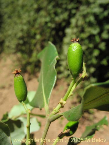 Image of Cryptocarya alba (Peumo). Click to enlarge parts of image.