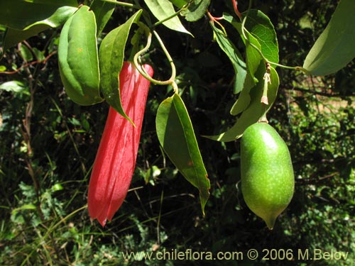 Image of Lapageria rosea (Copihue). Click to enlarge parts of image.