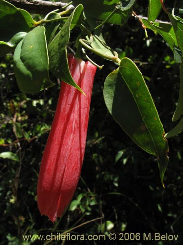 Image of Lapageria rosea (Copihue). Click to enlarge parts of image.