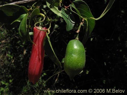 Image of Lapageria rosea (Copihue). Click to enlarge parts of image.