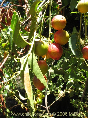 Image of Gevuina avellana (Avellano / Gevuín). Click to enlarge parts of image.