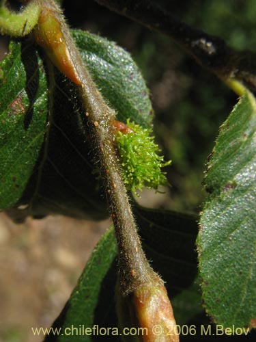 Imágen de Nothofagus alpina (Raulí / Roblí). Haga un clic para aumentar parte de imágen.