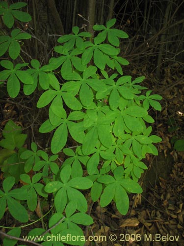 Фотография Tropaeolum ciliatum (Pajarito). Щелкните, чтобы увеличить вырез.