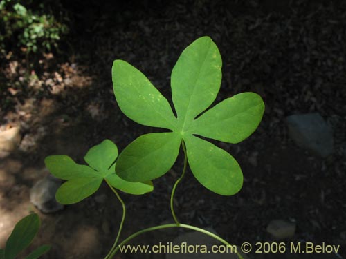 Imágen de Tropaeolum ciliatum (Pajarito). Haga un clic para aumentar parte de imágen.