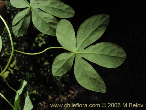 Imágen de Tropaeolum ciliatum (Pajarito). Haga un clic para aumentar parte de imágen.