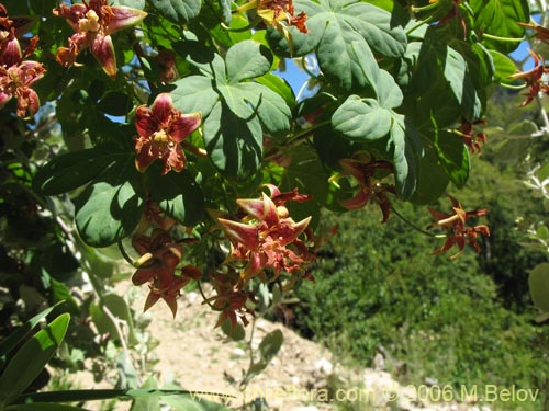 Bild von Tropaeolum ciliatum (Pajarito). Klicken Sie, um den Ausschnitt zu vergrössern.