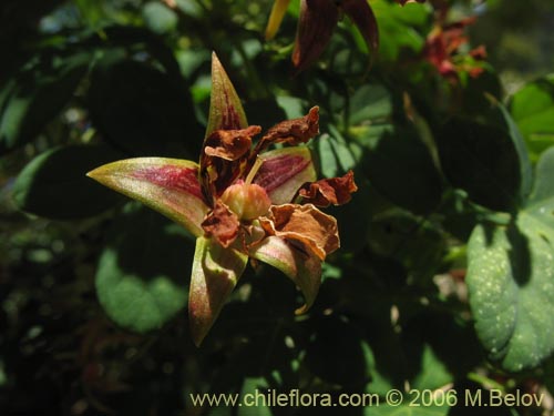 Tropaeolum ciliatum的照片