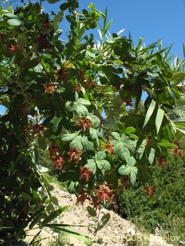 Фотография Tropaeolum ciliatum (Pajarito). Щелкните, чтобы увеличить вырез.