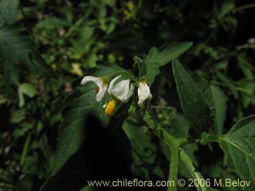 Фотография Solanum nigrum (Hierba negra / Tomatillo). Щелкните, чтобы увеличить вырез.