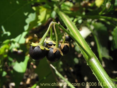 Фотография Solanum nigrum (Hierba negra / Tomatillo). Щелкните, чтобы увеличить вырез.