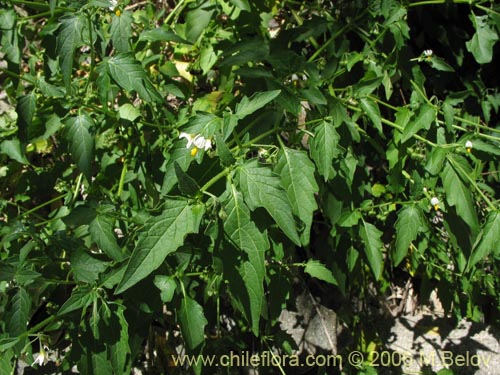Image of Solanum nigrum (Hierba negra / Tomatillo). Click to enlarge parts of image.