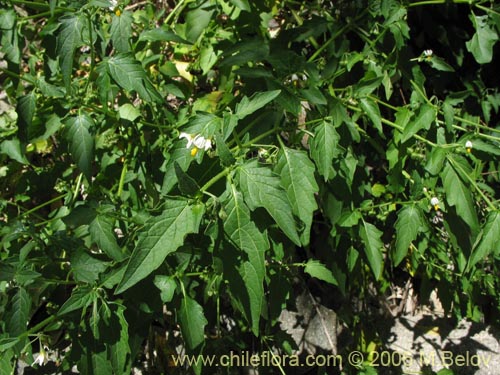 Bild von Solanum nigrum (Hierba negra / Tomatillo). Klicken Sie, um den Ausschnitt zu vergrössern.