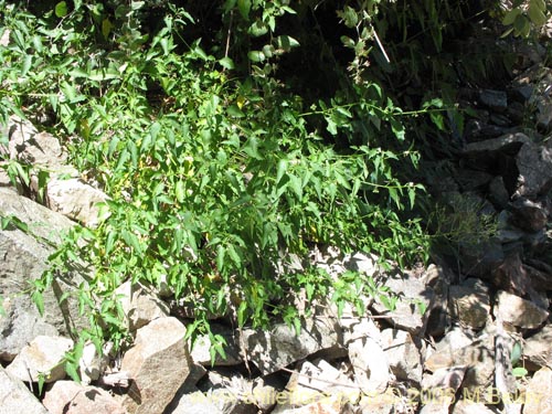 Image of Solanum nigrum (Hierba negra / Tomatillo). Click to enlarge parts of image.