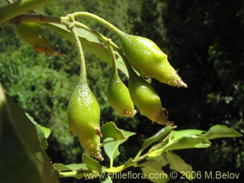 Фотография Laurelia sempervirens (Laurel / Trihue). Щелкните, чтобы увеличить вырез.