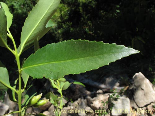 Bild von Laurelia sempervirens (Laurel / Trihue). Klicken Sie, um den Ausschnitt zu vergrössern.