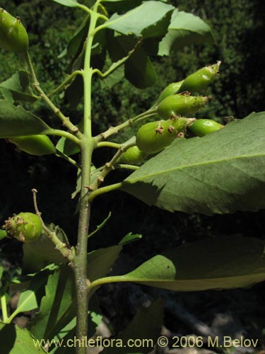 Фотография Laurelia sempervirens (Laurel / Trihue). Щелкните, чтобы увеличить вырез.