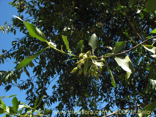 Фотография Laurelia sempervirens (Laurel / Trihue). Щелкните, чтобы увеличить вырез.