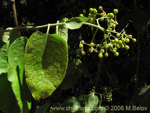 Фотография Solanum gayanum (). Щелкните, чтобы увеличить вырез.