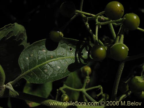 Solanum gayanumの写真