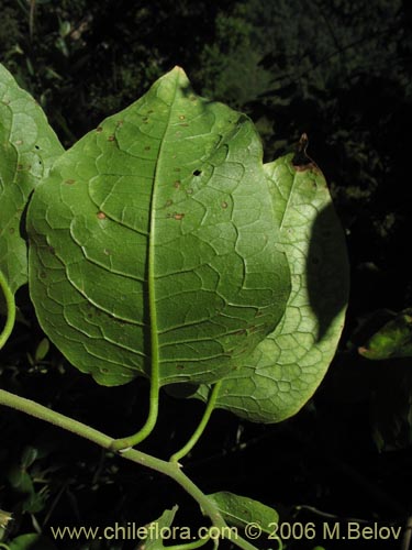 Imágen de Solanum gayanum (). Haga un clic para aumentar parte de imágen.