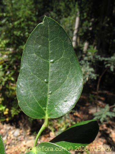 Bild von Citronella mucronata (Naranjillo / Patagua / Huillipatagua). Klicken Sie, um den Ausschnitt zu vergrössern.