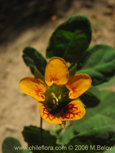 Bild von Tropaeolum ciliatum (Pajarito). Klicken Sie, um den Ausschnitt zu vergrössern.