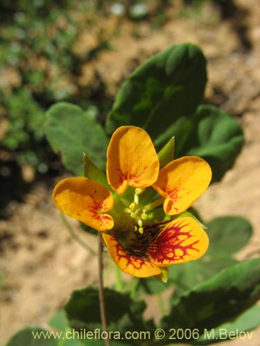 Imágen de Tropaeolum ciliatum (Pajarito). Haga un clic para aumentar parte de imágen.