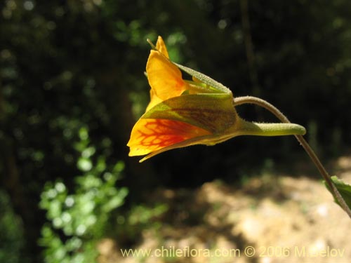 Фотография Tropaeolum ciliatum (Pajarito). Щелкните, чтобы увеличить вырез.