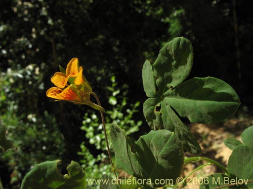 Imágen de Tropaeolum ciliatum (Pajarito). Haga un clic para aumentar parte de imágen.