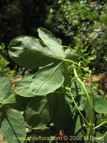 Imágen de Tropaeolum ciliatum (Pajarito). Haga un clic para aumentar parte de imágen.