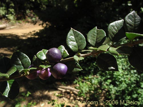 Bild von Rhaphithamnus spinosus (Arrayán macho / Espino blanco / Huayún). Klicken Sie, um den Ausschnitt zu vergrössern.