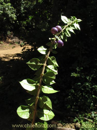 Image of Rhaphithamnus spinosus (Arrayán macho / Espino blanco / Huayún). Click to enlarge parts of image.