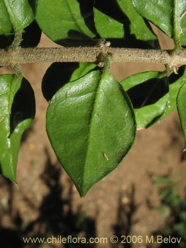 Imágen de Rhaphithamnus spinosus (Arrayán macho / Espino blanco / Huayún). Haga un clic para aumentar parte de imágen.