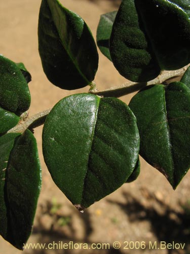 Bild von Rhaphithamnus spinosus (Arrayán macho / Espino blanco / Huayún). Klicken Sie, um den Ausschnitt zu vergrössern.