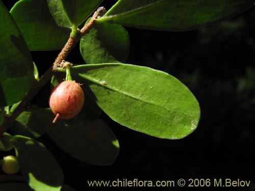 Фотография Azara microphylla (Chin-chin / Roblecillo). Щелкните, чтобы увеличить вырез.