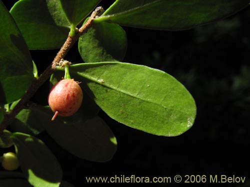 Image of Azara microphylla (Chin-chin / Roblecillo). Click to enlarge parts of image.