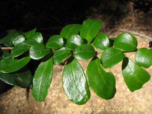 Imágen de Azara microphylla (Chin-chin / Roblecillo). Haga un clic para aumentar parte de imágen.