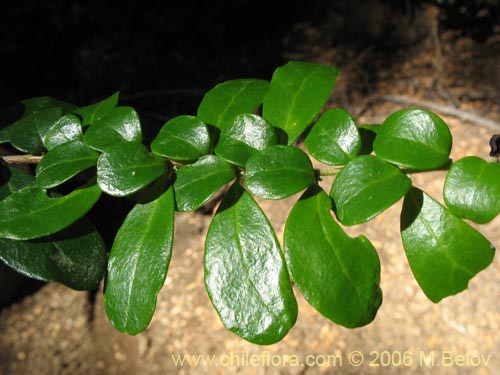 Image of Azara microphylla (Chin-chin / Roblecillo). Click to enlarge parts of image.