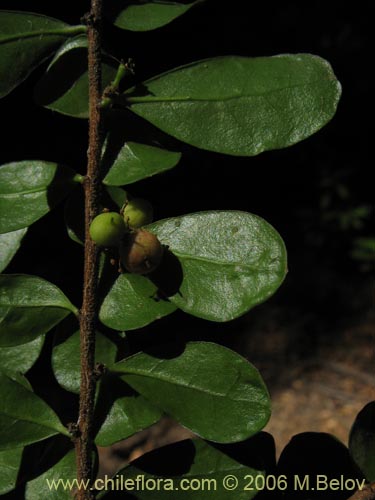 Фотография Azara microphylla (Chin-chin / Roblecillo). Щелкните, чтобы увеличить вырез.
